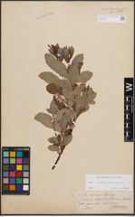 Foto von Salix cinerea L. x Salix starkeana Willd.